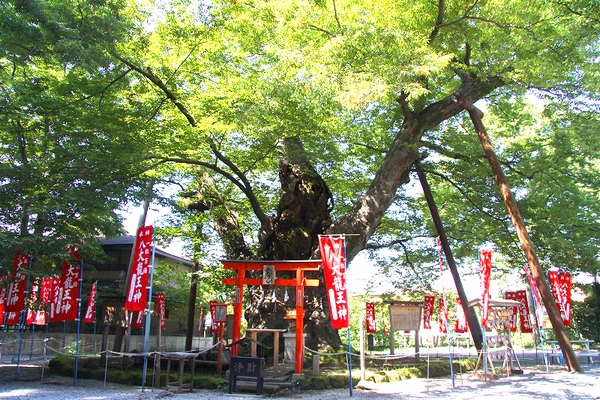 八大龍王神が宿るとされる秩父今宮神社の巨大な御神木である龍神木