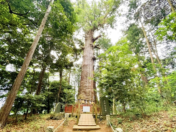 樹齢1300年を超え強い生命力を宿す麻賀多神社の巨大なご神木