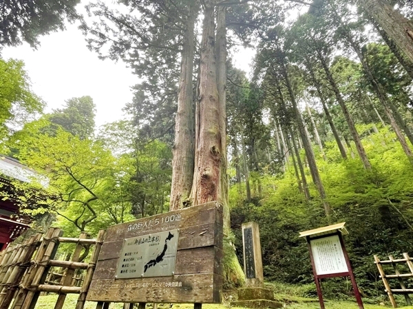 霊威を感じる御岩神社の境内に立つ立派な御神木