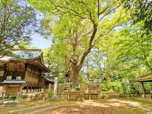 神崎神社の神崎の大クスと神域