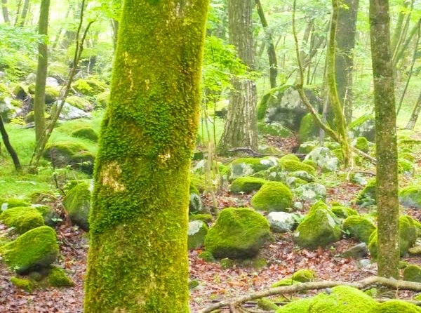 豊かな自然と澄んだ空気に包まれた瀧尾高徳水神社の神域風景