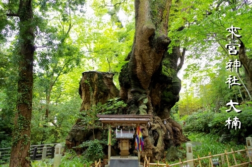 來宮神社の境内にそびえる樹齢2000年の大楠