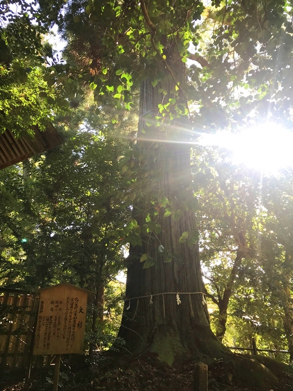 須佐神社のご神木である須佐の大杉の全景