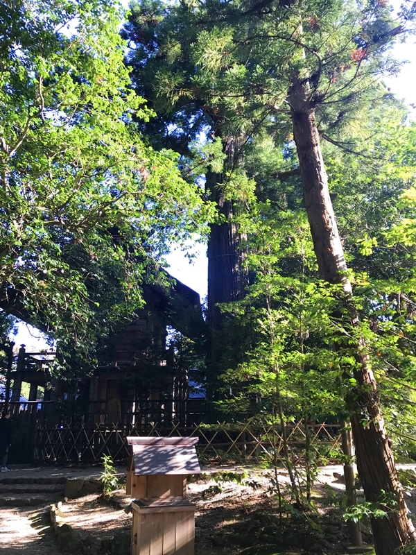 須佐神社の境内社と自然のパワー