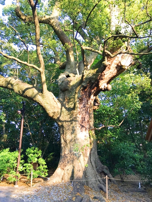 月夜見宮の手水舎と幹周7.8mの大楠