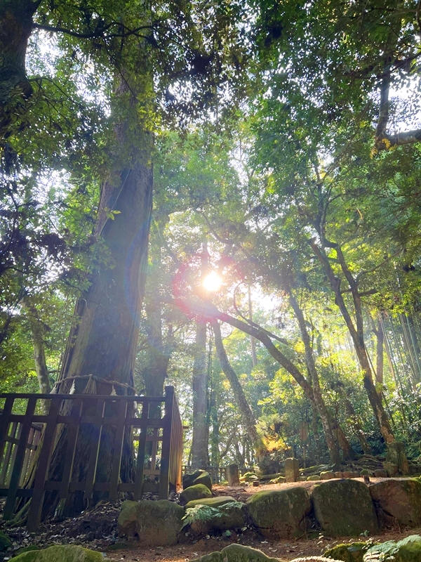 八重垣神社 連理玉椿 夫婦和合のパワースポット